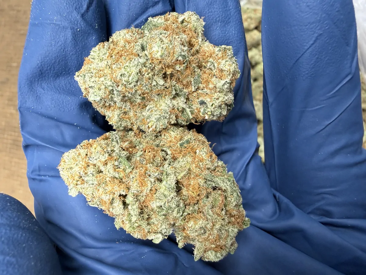 Super Silver Haze Flower